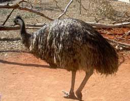 Foto Burung Emu