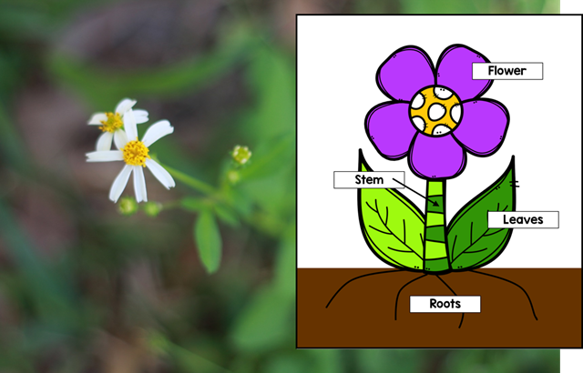 flower