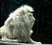 Amazing Roaring Lion