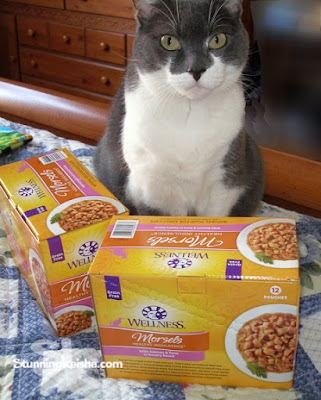 5 Reasons Not to Feed Your Cat One Brand of Food Exclusively