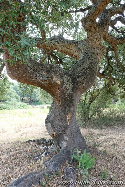 Cañada de los Ratones - Cañada de Mercegal - Necrópolis de Monte Bajo