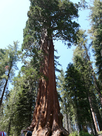 visite Sequoia National Park USA