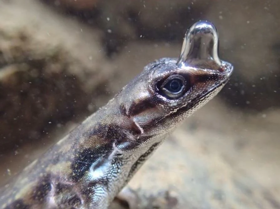 Araştırmacılar, bu küçük Anolis kertenkelelerinin kabarcıkların yardımıyla su altında nefes alabildiğini gözlemlediler.