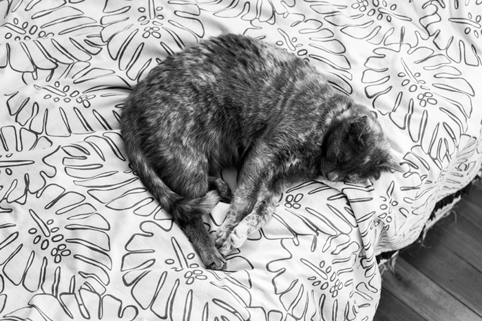 cat on monstera bedsheet