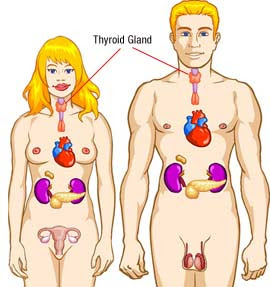 Thyroid gland