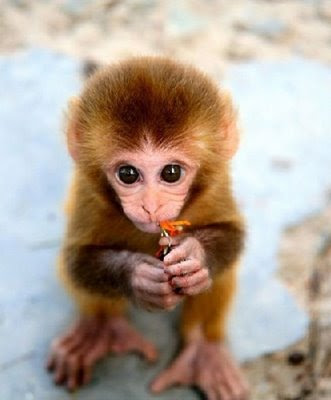 Baby Monkey