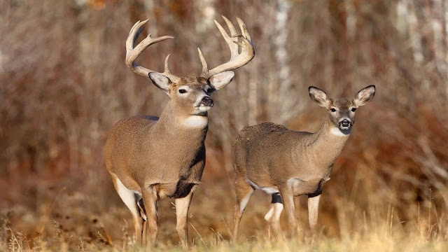 Two Deer