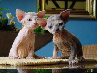 Two Hairless Kittens On A Table