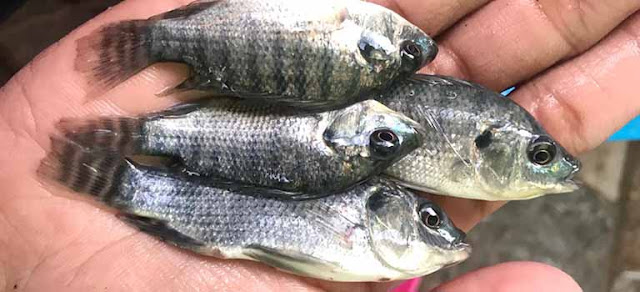 Supplier Jual Ikan Nila Bibit dan Konsumsi di Serang, Banten