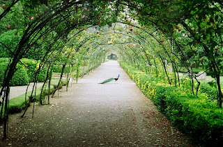 Wisteria Tunnel