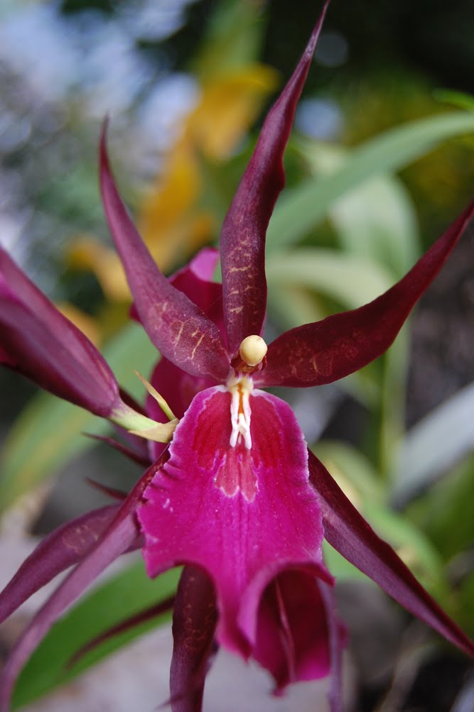 Orchid Hybrid Oncidium