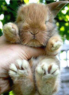 Big feet bunny