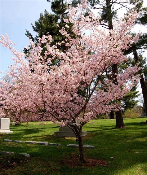 Flowering Cherries