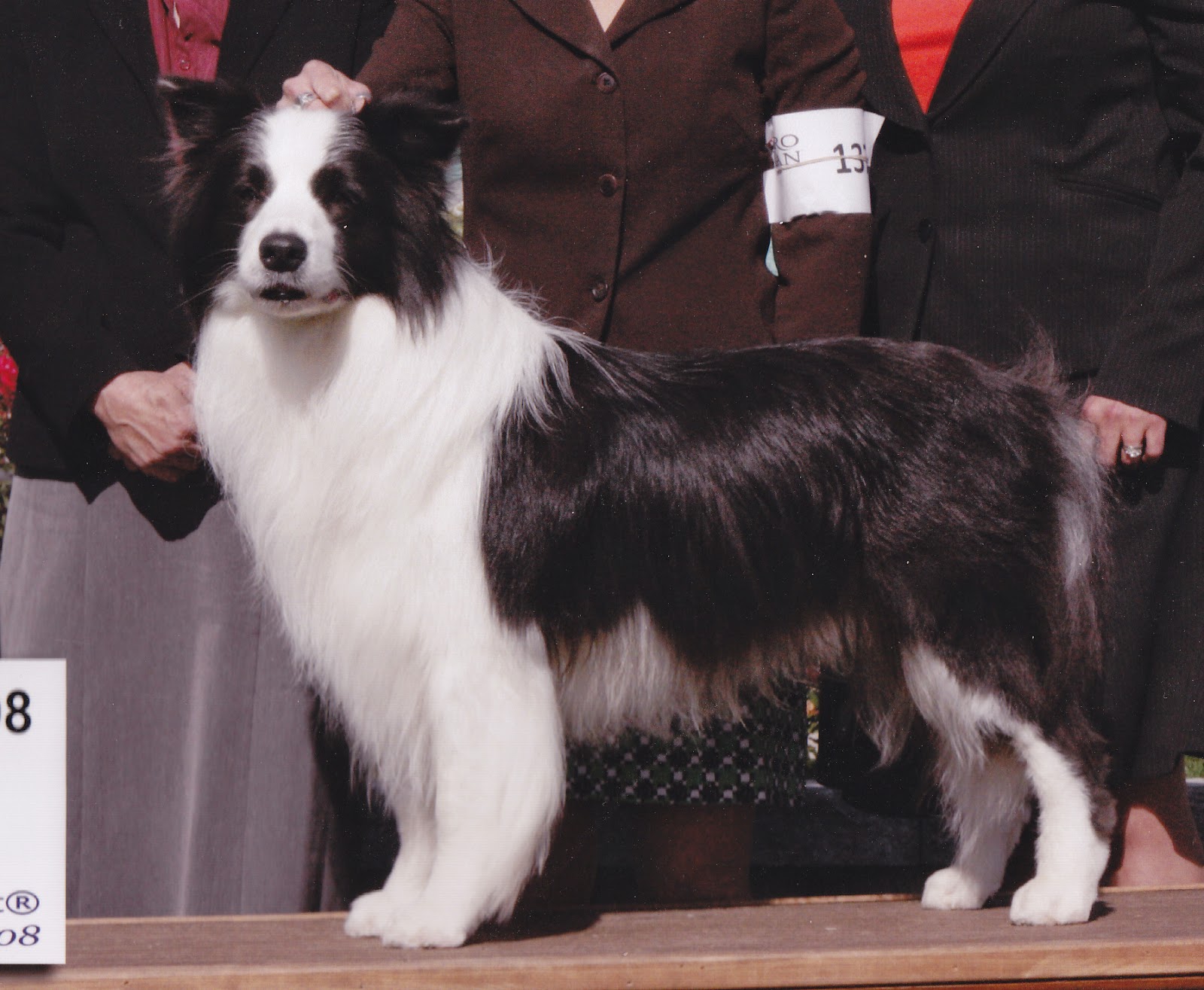 Champion Border Collie in Full Coat