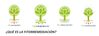 ¿QUÉ ES LA FITORREMEDIACIÓN?