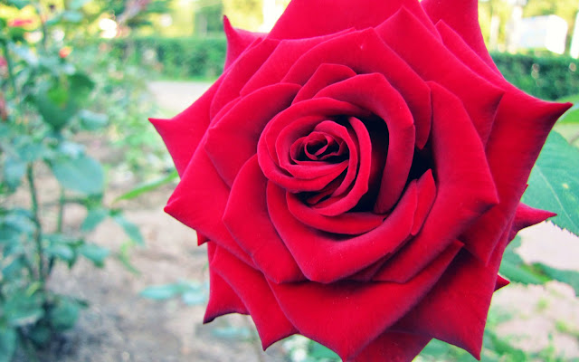 Red Rose Wallpapers