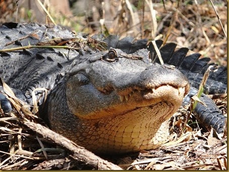 closest shot of alligator[1]