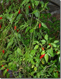 DSCN5909