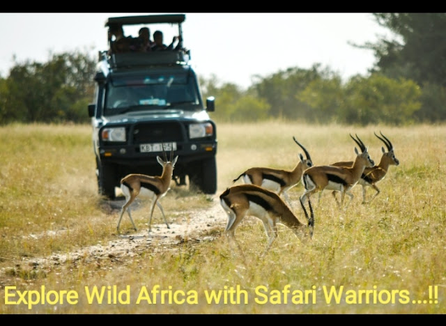 Safari Warriors