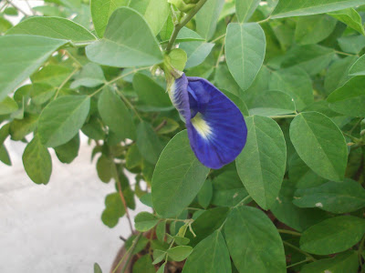 Clitoria ternatea / Aparajita