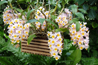 Bunga Tercantik di Dunia-Dendrobium-Farmeri-Kroton