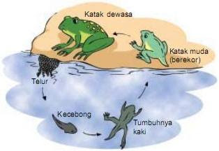 metamorfosis katak membutuhkan waktu sekitar