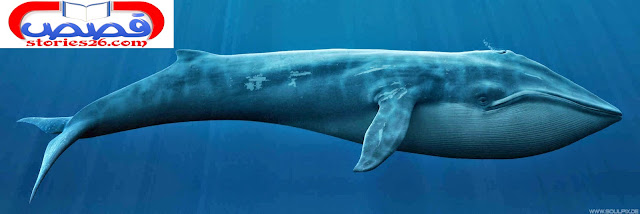 الحوت الازرق اكبر كائن على وجه الارض
