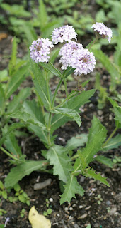 Verbena rigida 'Polaris'