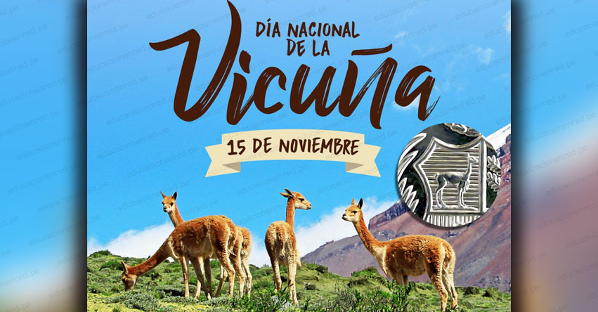 DÍA NACIONAL DE LA VICUÑA: Conoce a este camélido presente en el Escudo Nacional [VIDEO]