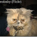 persian cat health problems tear duct overflow
