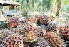 Cara memulai bisnis kelapa sawit agar cuan
