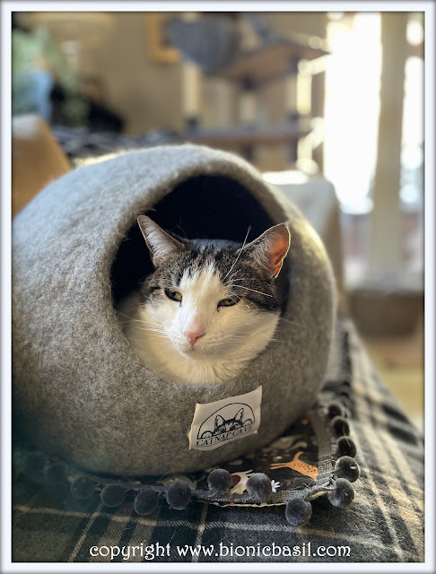 melvyn the tabby cat snoozing in his catnap cave bed. The BBHQ Midweek News Round-Up ©BionicBasil® Melvyn Loves The Catnap Cave