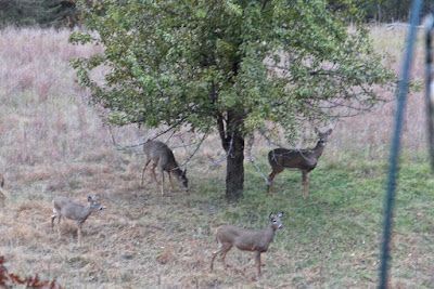 whitetails under pear tree (October)