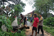 Polsek Kragilan Polres Serang Evakuasi Pohon Tumbang di Kp Pabrik Desa Tegal Maja