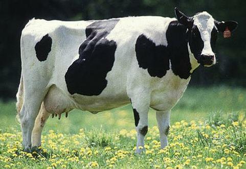 Cute Images on Cow