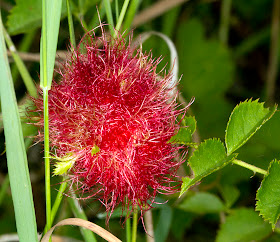 Robin's Pincushion gall, caused by the wasp Diplolepis rosae, on a wild rose in Riddlesdown Quarry, 2 July 2011.