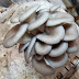 Mushrooms are superfooods of the future | Biobritte Mushroom Company