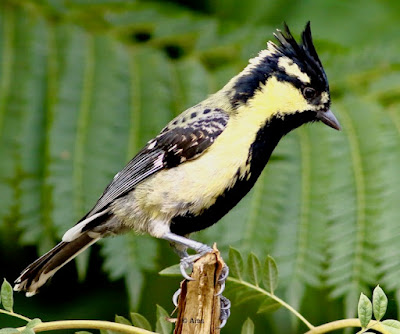 "Indian Yellow Tit, perched on a stump."