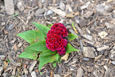 Celosia plant - Woolflowers care and culture