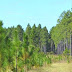 Bartram Educational Forest - Bartram Forest