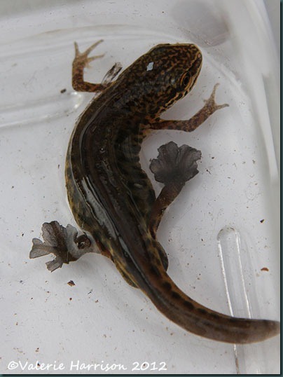 Palmate-Newt