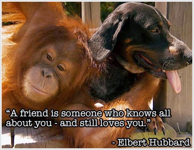 Animal Friendship Quotes | [#] Friendship Quotes
