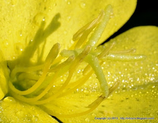 Evening Primrose