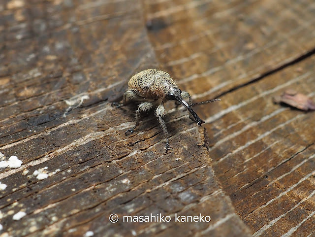 ハイイロチョッキリ♀