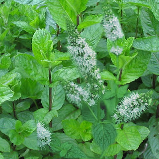 Peppermint plant