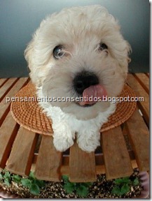 1220463842_puppies-13