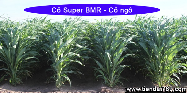 Cỏ lai Super BMR