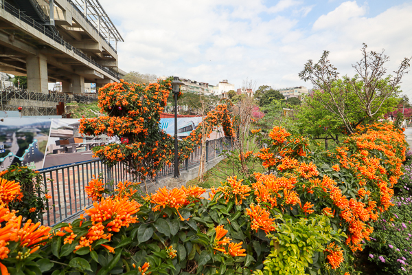 新北鶯歌永吉公園炮仗花櫻花爭奇鬥艷，兒童遊戲區多種設施好好玩