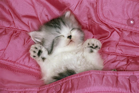 Persian cat
