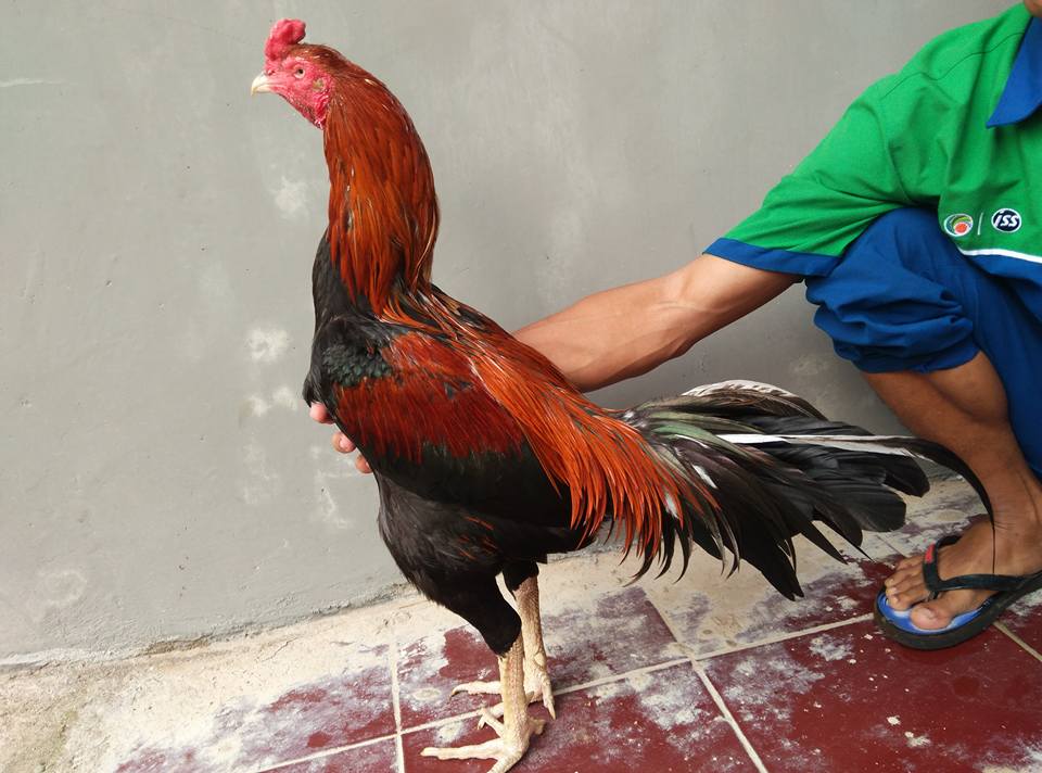  Ayam Bangkok Super  2022 Cara Menjaga Kesehatan Ayam  Aduan 